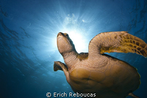 Green turtle and sunlight by Erich Reboucas 